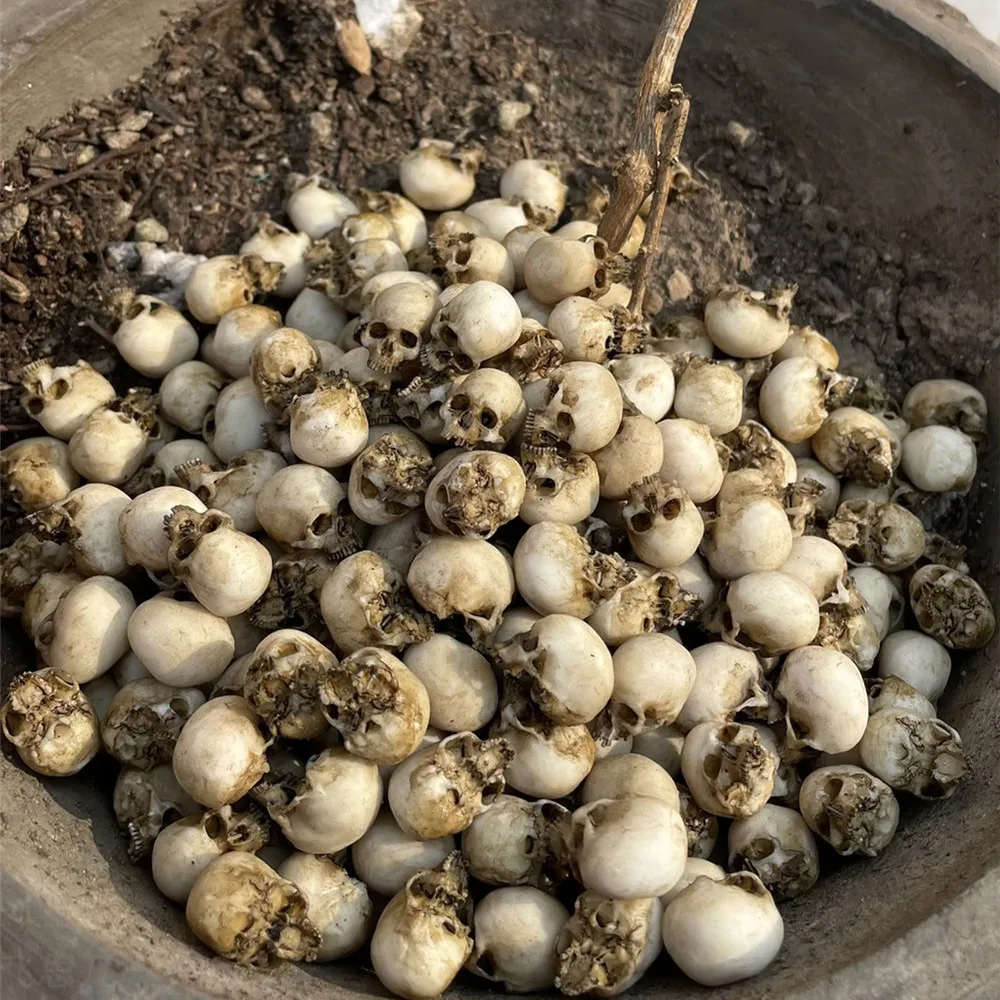 Mini calavera, modelo en minia - Marine Aquarium Mini reseña y precio
